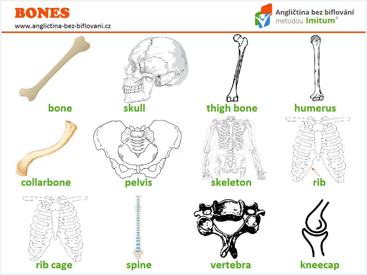 Anglická slovíčka lidské tělo - kosti