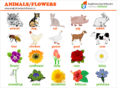 Nejpoužívanější slovíčka - zvířata/květiny